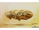 Nice Spider Beetle Ptinidae. Fossil insect in Baltic amber #13031