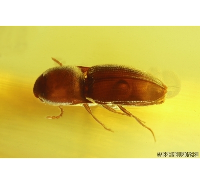 Nice Click beetle Elateroidea with Water drop inside body. Fossil insect Baltic amber #13032