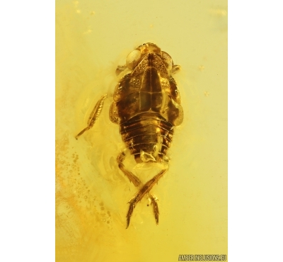 Nice Planthopper nymph Fulgoromorpha and Gnat. Fossil inclusions Baltic amber #13033