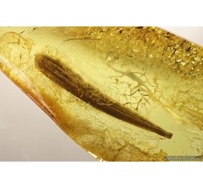 Nice 12mm Leaf. Fossil inclusion in Baltic amber #13034