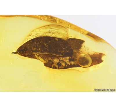 Big 12mm Leaf. Fossil inclusion in Baltic amber #13035