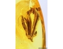 Very Nice Rare Plant. Fossil inclusion Baltic amber #13036