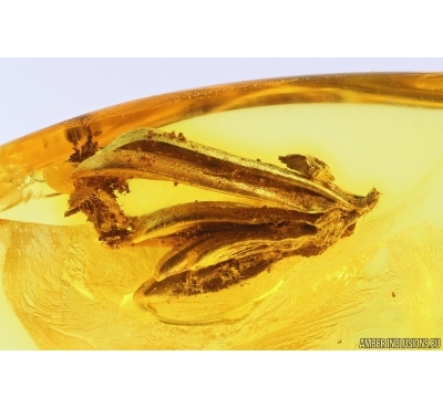 Very Nice Rare Plant. Fossil inclusion Baltic amber #13036