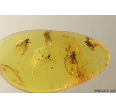Many Dipterans and Coccid larva. Fossil inclusions Baltic amber #13053