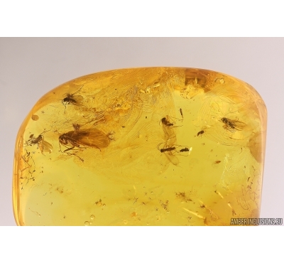 Caddisfly Trichoptera and Swarm of Dipterans. Fossil inclusions Baltic amber #13059