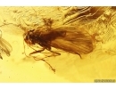 Caddisfly Trichoptera and Swarm of Dipterans. Fossil inclusions Baltic amber #13059