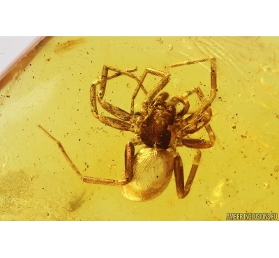 Spider Araneae, Mite Acari and 2 Scale insects Coccid. Fossil inclusions Baltic amber #13062