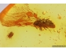 Spider Araneae, Mite Acari and 2 Scale insects Coccid. Fossil inclusions Baltic amber #13062