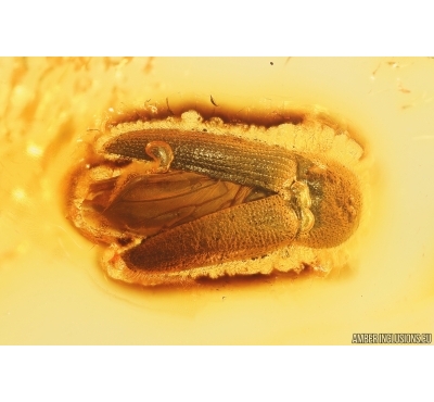 Nice Click beetle Elateroidea. Fossil insect in Baltic amber #13065