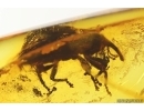 Weevil Beetle Curculionidae. Fossil insect in Baltic amber #13066