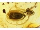 Rare scene: Ant in Spider Web and Marsh Beetle. Fossil inclusions Baltic amber #13068