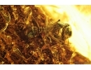 Nice Ant Formicidae Gesomyrmex on big 36mm Leaf. Fossil inclusions Baltic amber #13069