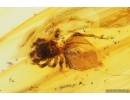 Two Jumping Spiders Salticidae. Fossil inclusions in Baltic amber #13071