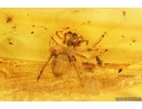 Two Jumping Spiders Salticidae. Fossil inclusions in Baltic amber #13071