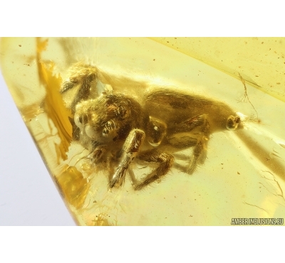 Nice Jumping Spider Salticidae. Fossil inclusion in Baltic amber #13072