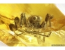 Nice Jumping Spider Salticidae. Fossil inclusion in Baltic amber #13072