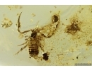 Very Nice Pseudoscorpion, Spider, Plant and Mite. Fossil inclusions Baltic amber #13073