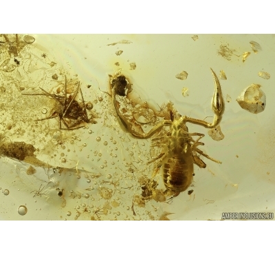 Very Nice Pseudoscorpion, Spider, Plant and Mite. Fossil inclusions Baltic amber #13073