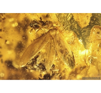 Moth, Ant and Termite. Fossil inclusions Baltic amber #13075