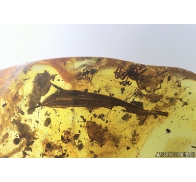 Nice Big Leaf, Spider and Ants. Fossil inclusions Baltic amber #13076