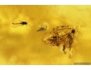 Two Wasps Hymenoptera and Gnat Diptera. Fossil inclusions Baltic amber #13078