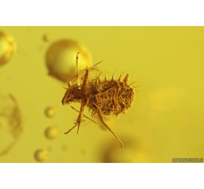 Rare Aphid Drepanosiphidae and Mite Acari. Fossil inclusions Baltic amber stone #13079