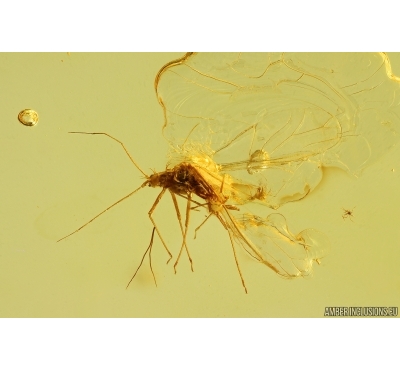 Nice Rare Aphid Aphididae. Fossil insect in Baltic amber #13080