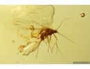 Nice Rare Aphid Aphididae. Fossil insect in Baltic amber #13080