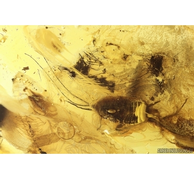 Cockroach Blattaria. Fossil insect in Baltic amber #13081
