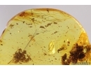 Mammalian hair and Spider Araneae. Fossil inclusions Baltic amber #13082