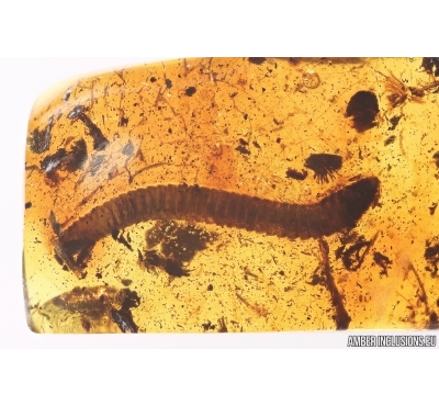 Millipede Diplopoda Julidae. Fossil inclusion Baltic amber #13083