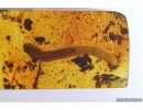 Millipede Diplopoda Julidae. Fossil inclusion Baltic amber #13083