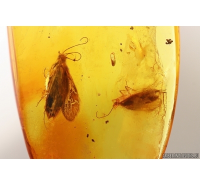 Two Caddisflies Trichoptera. Fossil inclusions Baltic amber #13084