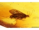 Two Caddisflies Trichoptera. Fossil inclusions Baltic amber #13084