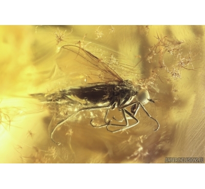 Nice Dance fly Empididae, Jumping Spider, Ants and More. Fossil inclusions Baltic amber #13086