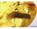 Nice Dance fly Empididae, Jumping Spider, Ants and More. Fossil inclusions Baltic amber #13086