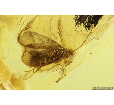 Nice Caddisfly Trichoptera. Fossil insect Baltic amber #13099