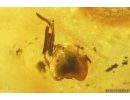 Millipede Synxenidae and Ant Head. Fossil inclusions Baltic amber #13100