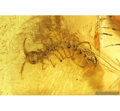 Centipede Lithobiidae, Flower fragment and Mites. Fossil inclusions Baltic amber #13101
