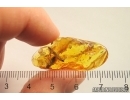 Two Leaves and Mite. Fossil inclusions Baltic amber stone #13102