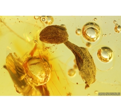 Flower fragment with Pollen and More Fossil inclusions Baltic amber #13103