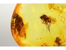 Flower fragment with Pollen and More Fossil inclusions Baltic amber #13103