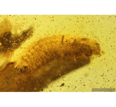 Nice Beetle Larva Coleoptera. Fossil inclusion Baltic amber #13105
