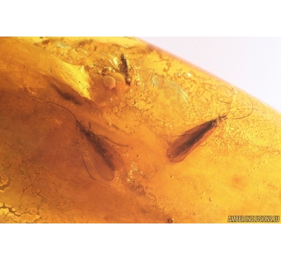 Two Caddisflies Trichoptera and More. Fossil inclusions Baltic amber #13109