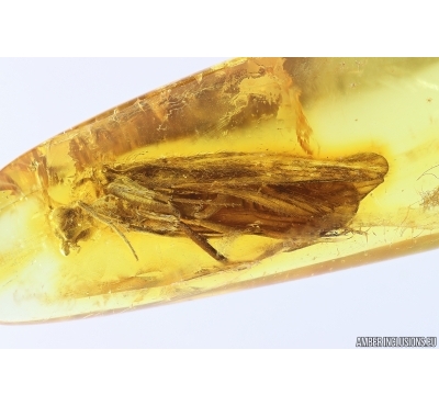 Big 11mm Caddisfly Trichoptera. Fossil insect Baltic amber #13110