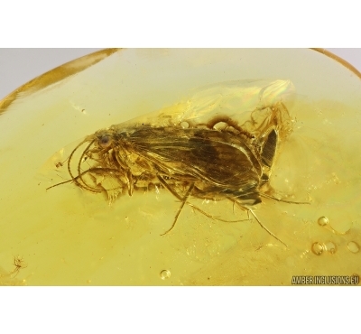 Caddisfly Trichoptera and Click beetle Elateroidea. Fossil insects in Baltic amber #13111