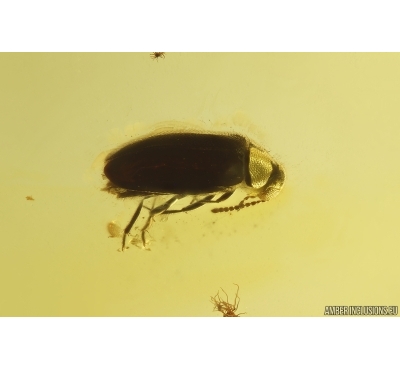 False Flower Beetle Scraptiidae. Fossil insect in Baltic amber #13115