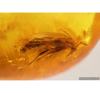 Beetle Coleoptera. Fossil insect Baltic amber #13117