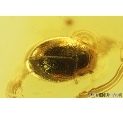 Two Rare Cucujoid beetle Cyclaxyridae. Fossil inclusion in Baltic amber #13120