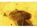 Rove beetle Staphylinidae and Leaf with Mite Acari. Fossil inclusions Baltic amber #13114